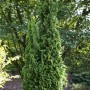 Schmale, grüne Thuja 'Degroot Spire' (125-150 cm) als Heckenpflanze im Garten.