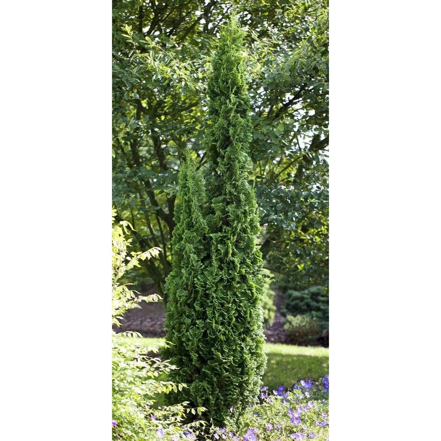 Pflanzen fr dich Sulen Thuja 'Degroot Spire' 125-150 cm kaufen bei OBI
