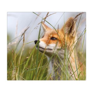 Banjado Herdabdeckplatte Glas mit Fuchs Motiv, 60x52cm. Schneidebrett und Ceranfeld Abdeckung.