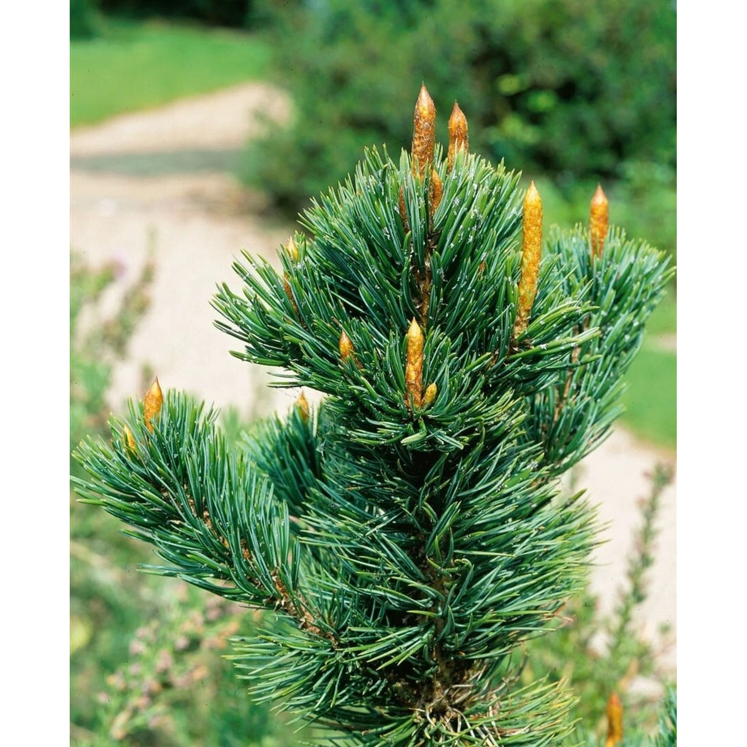 Pinus Aristata Grannen-Kiefer 60–70 cm günstig online kaufen