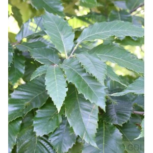 Nahaufnahme der grünen Blätter einer Eßkastanie (Castanea sativa), einem sommergrünen Laubbaum.
