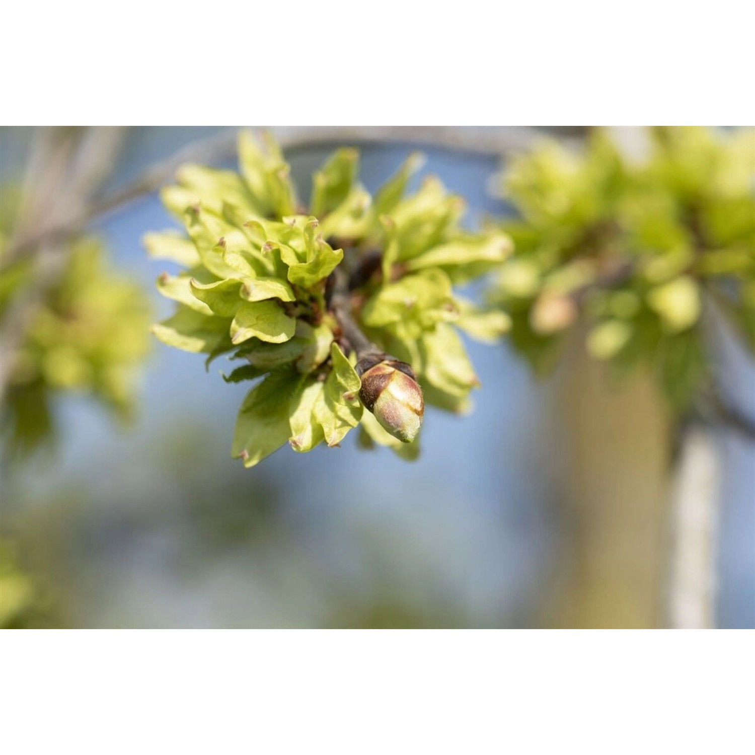 Ulmus Glabra Pendula Hänge-Ulme 180 cm Stammhöhe günstig online kaufen