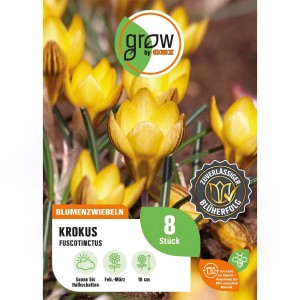 Gelbe Krokus Blumenzwiebeln 'Fuscotinctus Orange', 8 Stück. Frühlingsblüher für Beet und Garten.