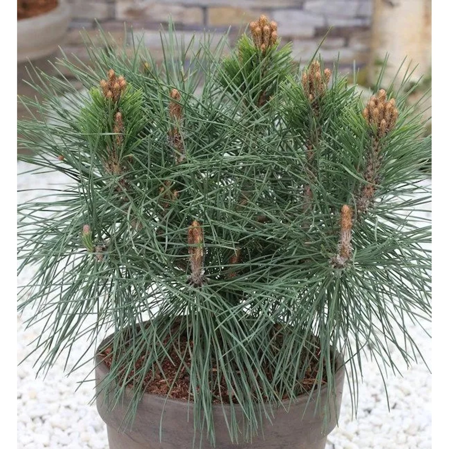 Kugel Kiefer Pierrick Bregeon 25-30cm - Pinus nigra