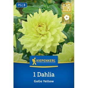 Kiepenkerl Blumenzwiebeln Dekorative Dahlie Go Go Yellow