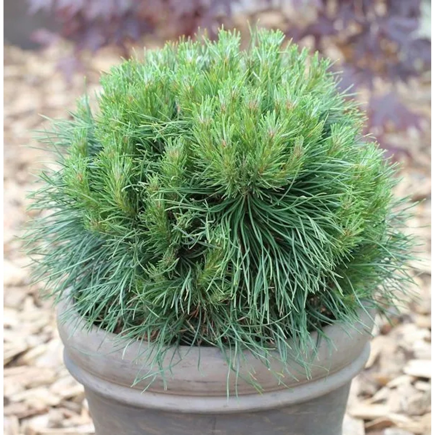 Kompakte Kugelkiefer Varella 20-25cm - Pinus mugo