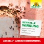 Ameisenbefall an Hauswand mit Neudorff Loxiran -S Ameisen-Mittel. Schnelle Wirkung gegen Ameisen.