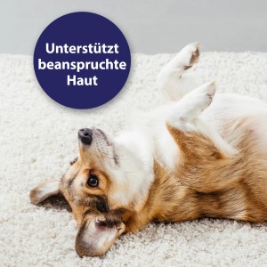 Hund liegt entspannt auf dem Rücken, Fellpflege mit Canosept Mikro Silberspray für Hunde.