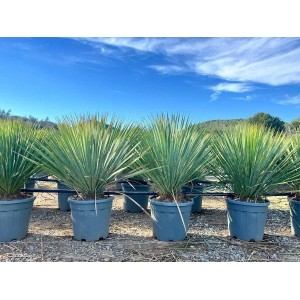 Winterharte Yucca Rostrata Blue im Topf, ca. 100cm hoch. Ideal für Garten und Terrasse.