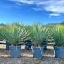 Winterharte Yucca Rostrata Blue im Topf, ca. 100cm hoch. Ideal für Garten und Terrasse.