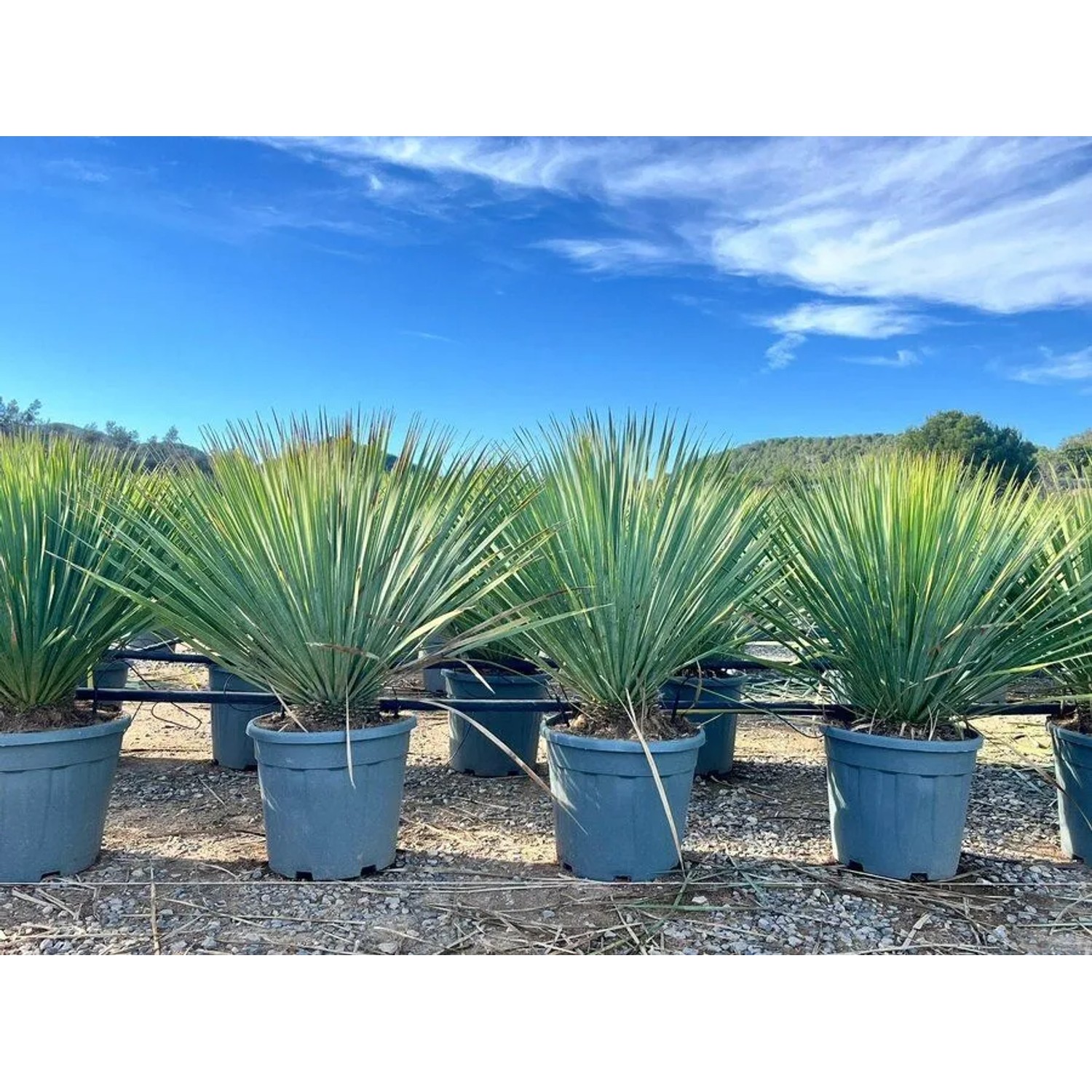Winterharte Yucca Rostrata Blue im Topf, ca. 100cm hoch. Ideal für Garten und Terrasse.