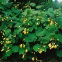 Kirengeshoma Palmata Staude mit gelben Glockenblüten und grünen Blättern im 2-3 Liter Container.