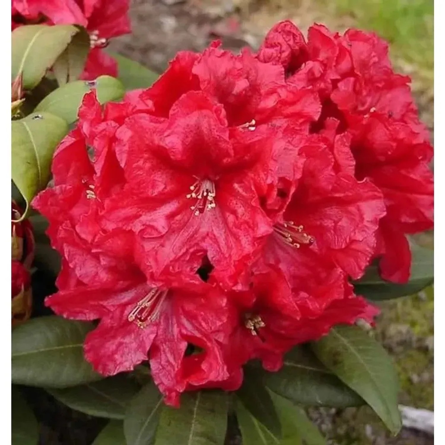 INKARHO - Großblumige Rhododendron Rabatz 25-30cm - Alpenrose
