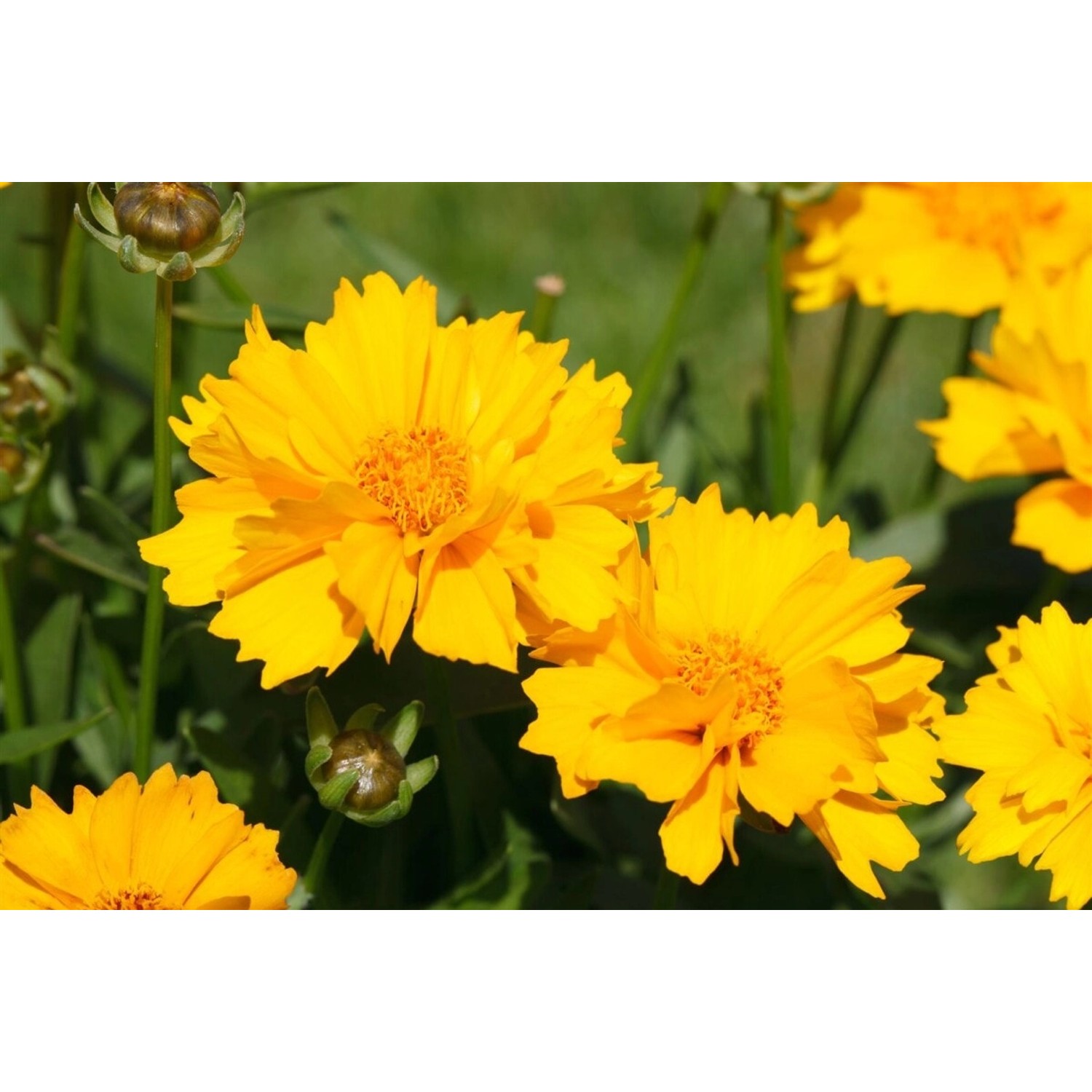 Coreopsis Grandiflora Mädchenauge Gen Ca 9x9 cm Topf günstig online kaufen