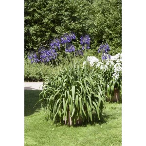 Blühende Schmucklilie (Agapanthus Africanus) im Topf mit blauen Blüten.