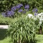 Blühende Schmucklilie (Agapanthus Africanus) im Topf mit blauen Blüten.