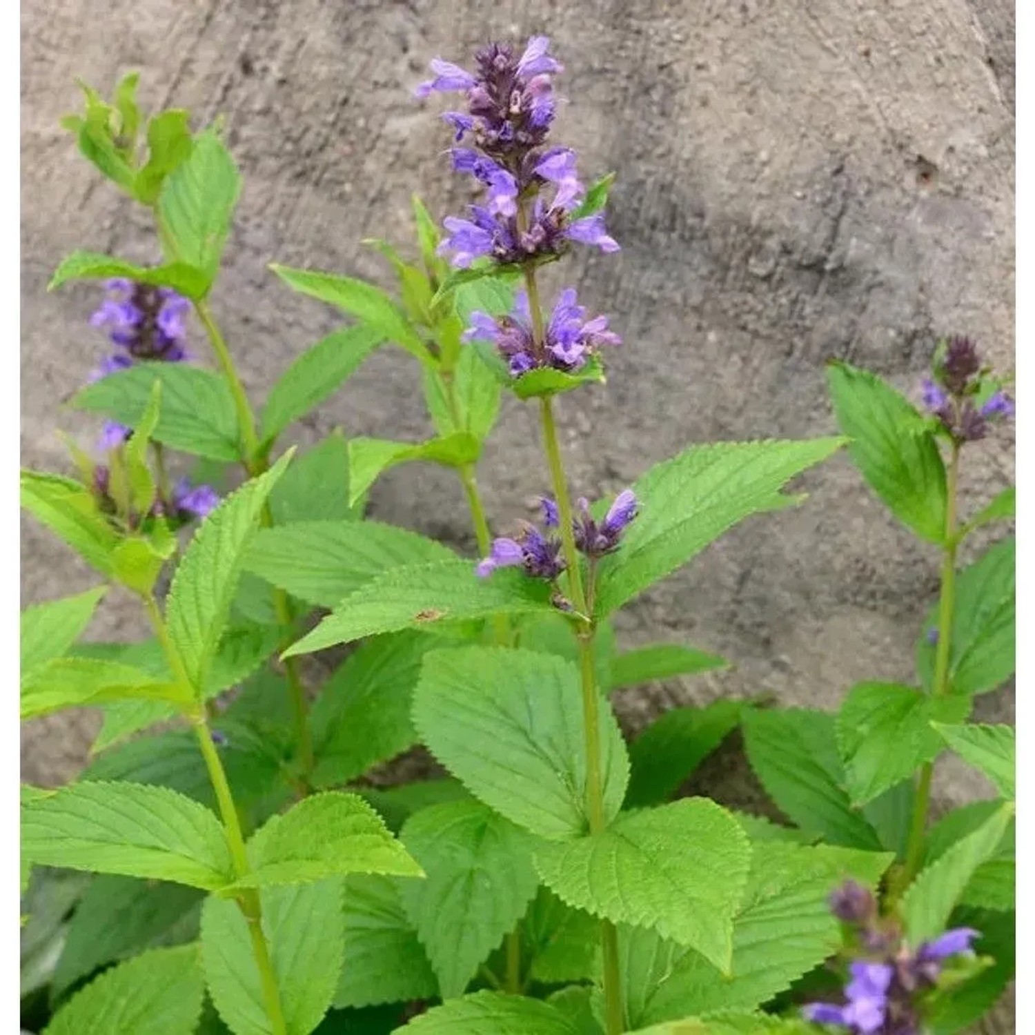 Großblättrige Katzenminze (Nepeta kubanica) mit violetten Blüten und grünen Blättern.