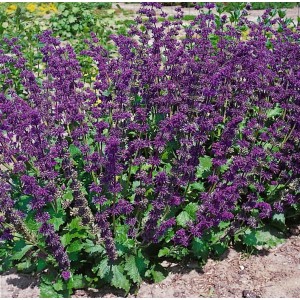 Lila Quirlblütiger Salbei (Salvia Verticillata Purple Rain) im Topf.