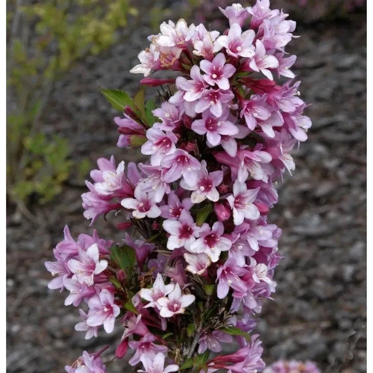 Weigelie Rosea 60-80cm - Weigela florida