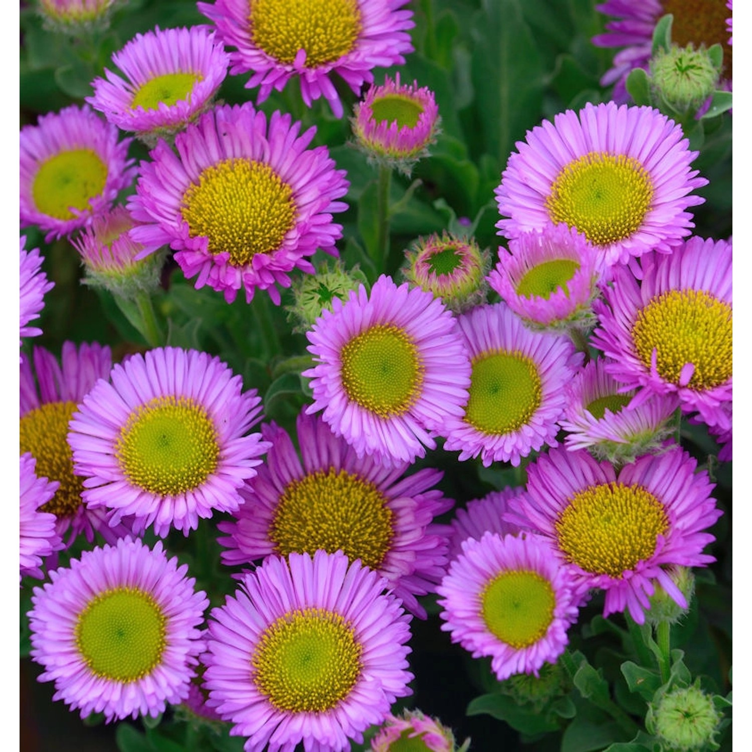 Berufkraut Sea Breeze - Erigeron glaucus günstig online kaufen