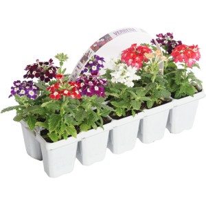 Garten-Eisenkraut Multipack Verbena bonariensis mit bunten Blüten im Anzuchttopf.