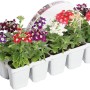 Garten-Eisenkraut Multipack Verbena bonariensis mit bunten Blüten im Anzuchttopf.