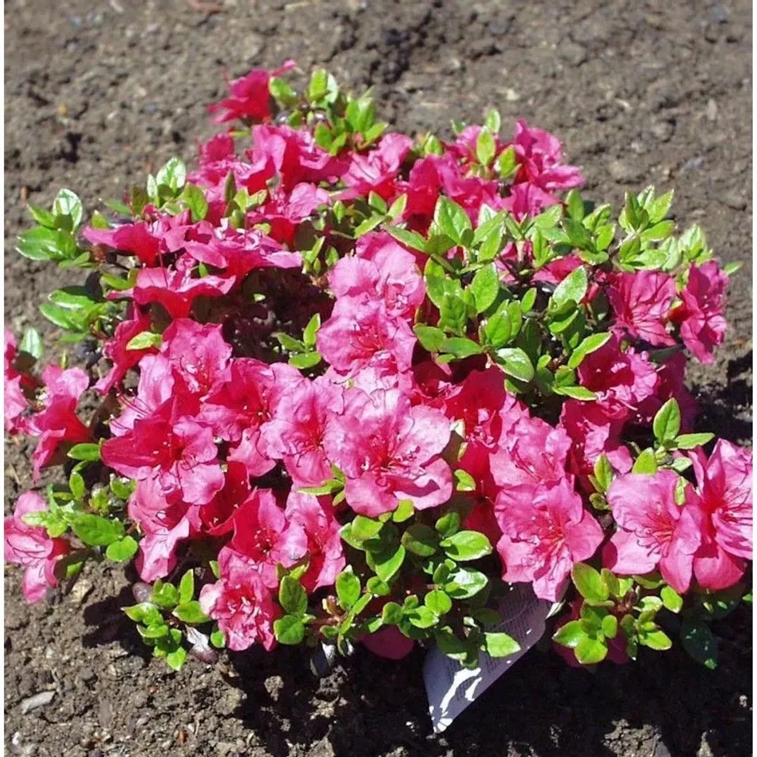 Japanische Azalee Purpurkissen 30-40cm - Rhododendron obtusum - Zwerg Alpenrose
