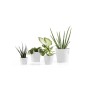 Ecopots Amsterdam Mini, weiße Blumentöpfe mit verschiedenen Zimmerpflanzen.