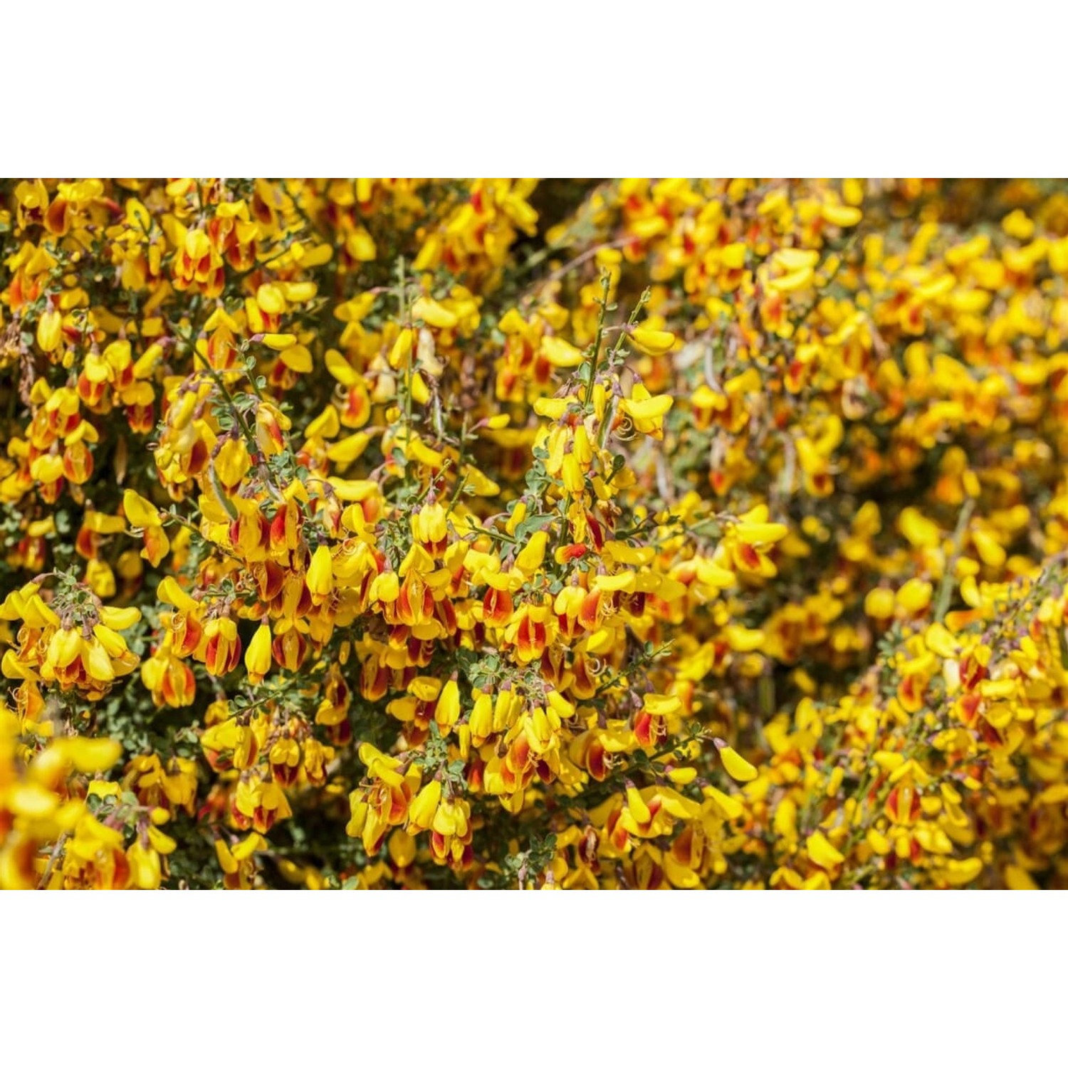 Cytisus Scoparius Besenginster Dragonfly 60-80 cm günstig online kaufen