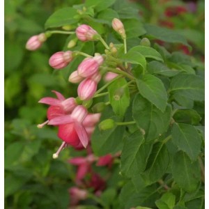 Fuchsie Galadriel (Fuchsia magellanica) mit pinkfarbenen Blüten und grünen Blättern.