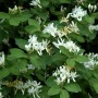 Blühende Gemeine Heckenkirsche (Lonicera xylosteum) mit weißen Blüten und grünen Blättern.