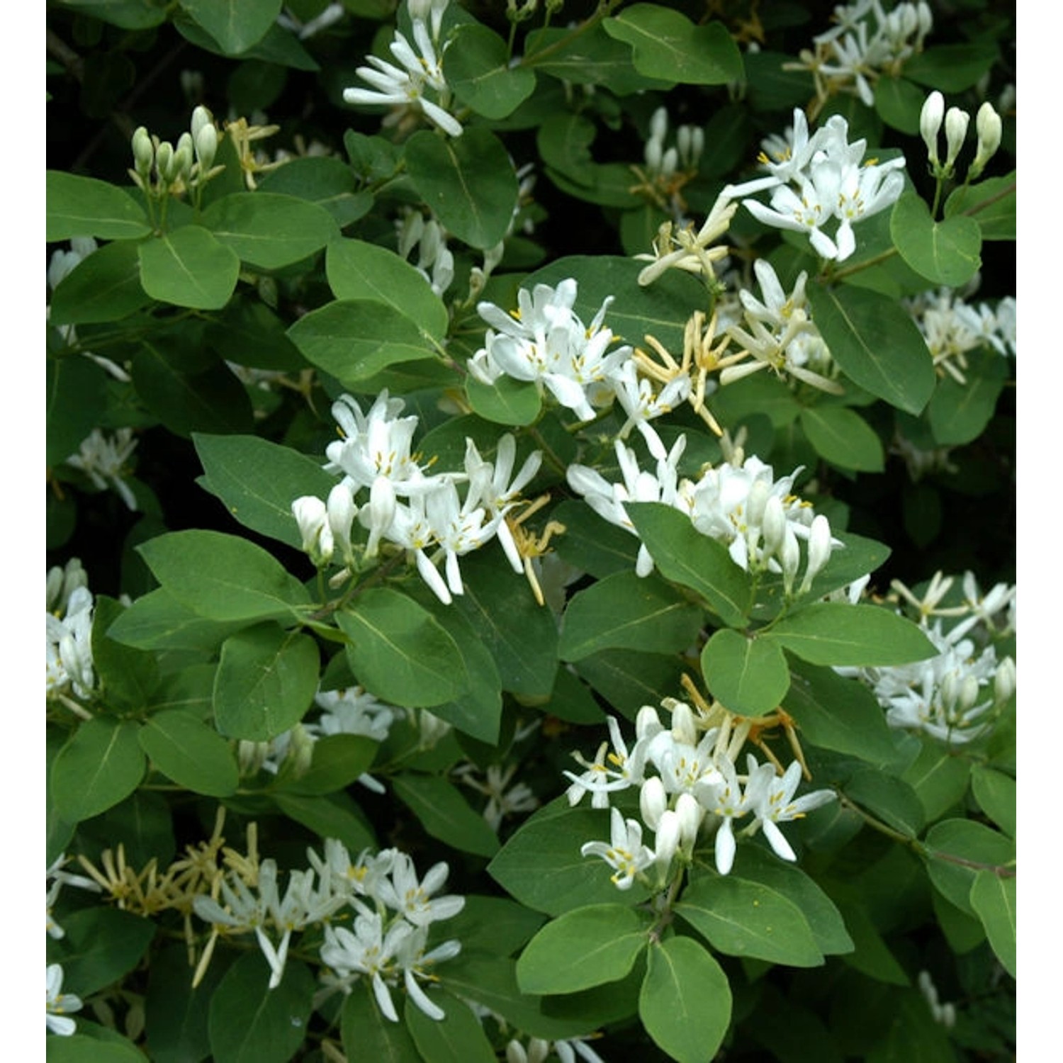 Gemeine Heckenkirsche 60-80cm - Lonicera xylosteum günstig online kaufen