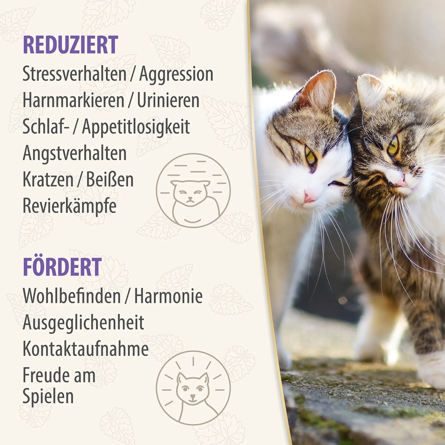 Felisept Family Comfort: Zwei Katzen kuscheln, reduziert Stress, fördert Harmonie im Mehrkatzenhaushalt.