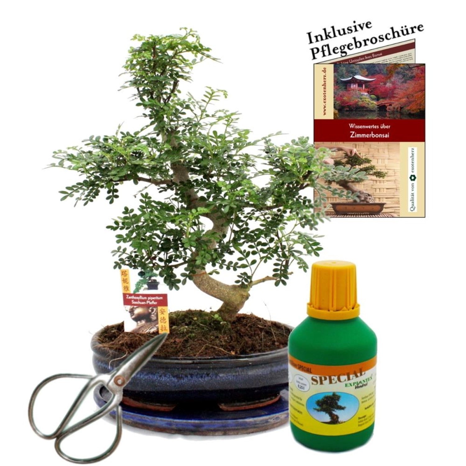 Exotenherz Bonsai Szechuan-Pfeffer Zanthoxyllum ca. 10 Jahre 25cm Schale Geschenk-Set Mit Schere Und Dünger