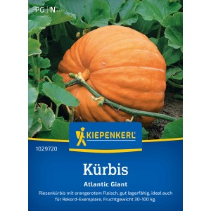 Kiepenkerl Kürbis Atlantic Giant, orangefarbener Riesenkürbis im Beet.