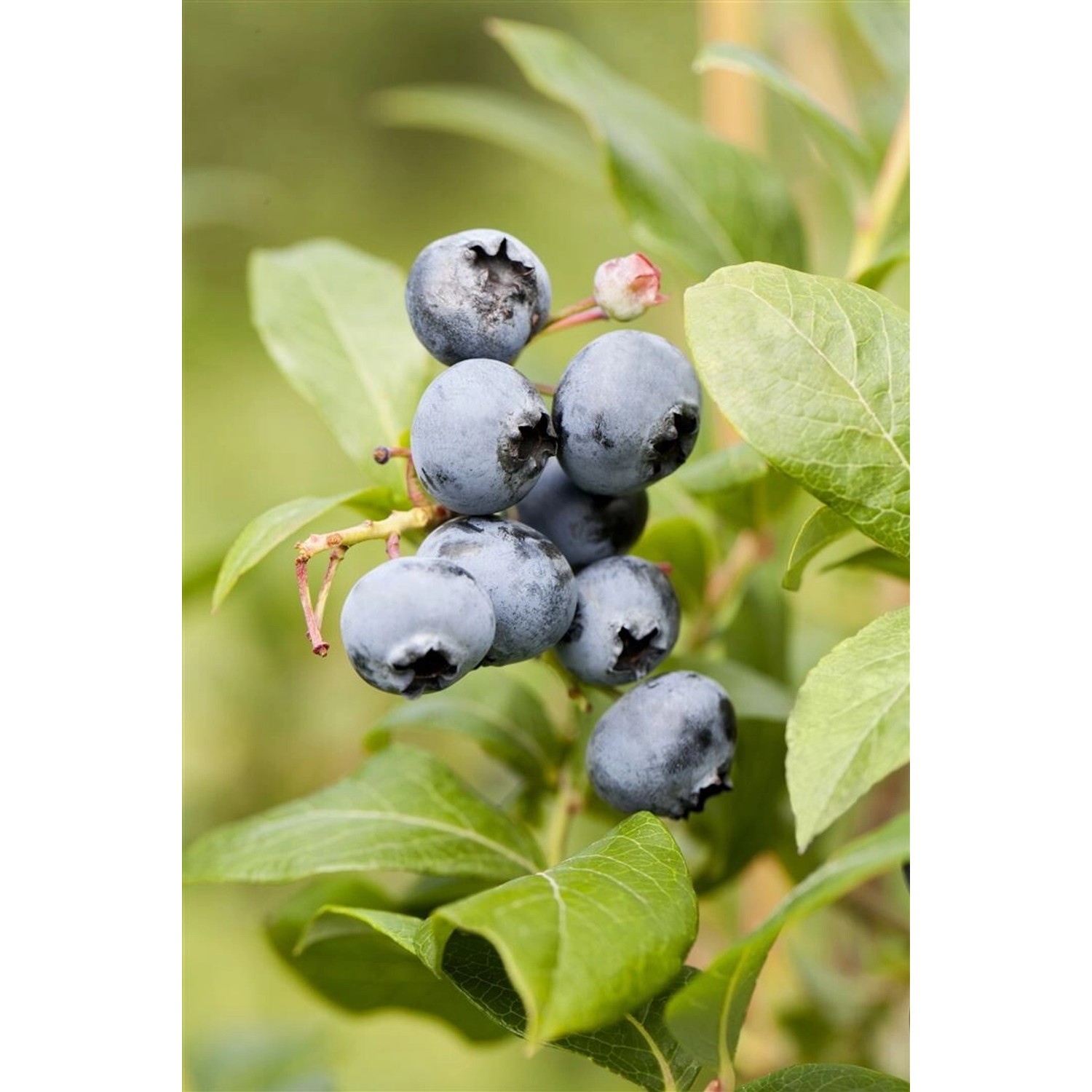 Vaccinium Corymbosum Reka -R- Heidelbeere 40–60 Cm günstig online kaufen