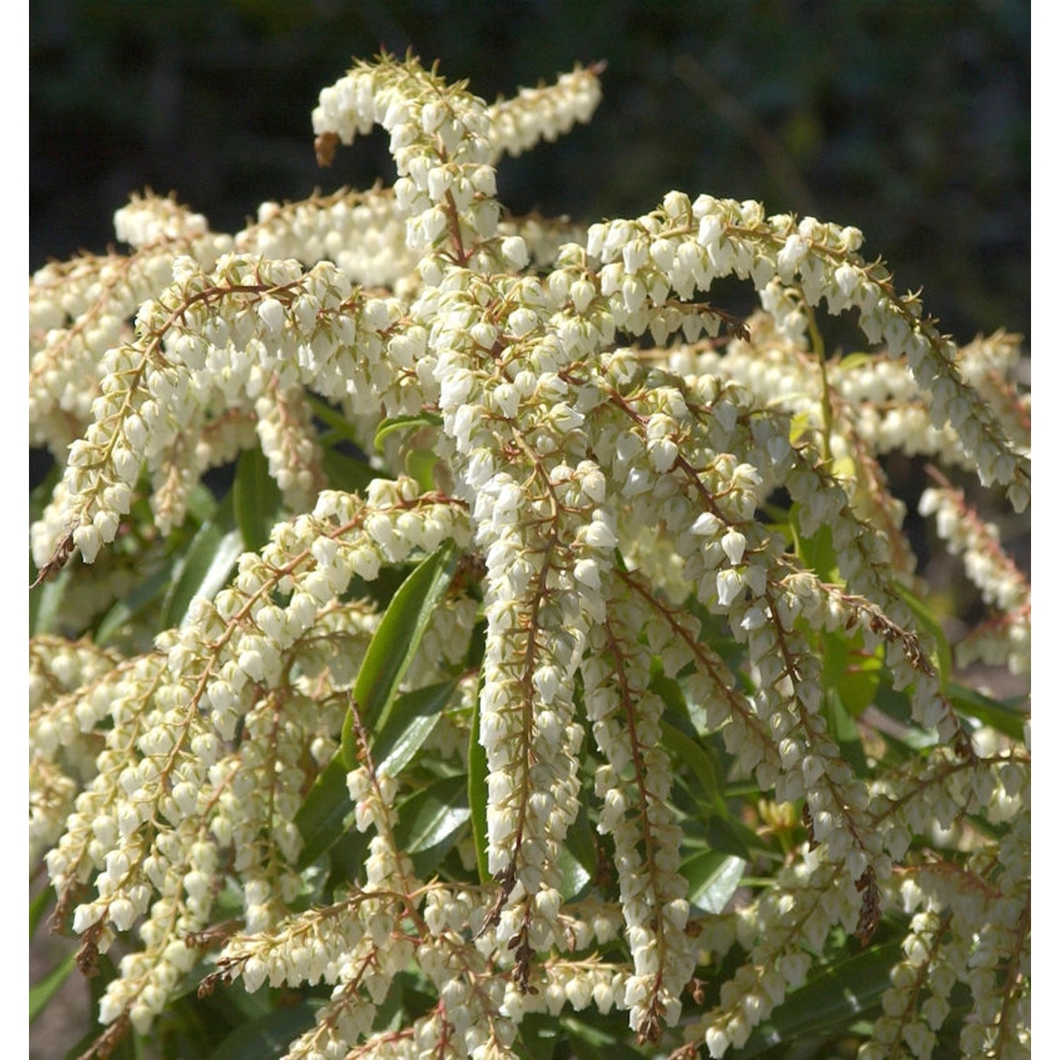 Schattenglöckchen Lavendelheide Browers Beauty 20-30cm - Pieris japonica günstig online kaufen