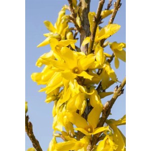 Leuchtend gelbe Forsythie Week-End -R- mit Blüten vor blauem Himmel.