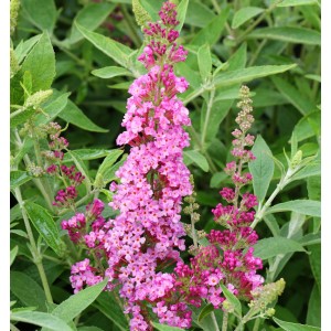 Schmetterlingsstrauch 'Soft Pink' mit rosa Blütenständen und grünen Blättern.