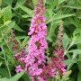 Schmetterlingsstrauch 'Soft Pink' mit rosa Blütenständen und grünen Blättern.