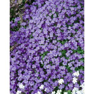Blaukissen 'Tauricola' mit violetten Blüten als Bodendecker im Garten.