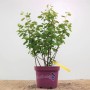 Felsenbirne 'Greatberry Farm' im Topf, ca. 50-60 cm hoch. Beerenstrauch für Garten und Hecke.