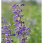 Blühender Wiesensalbei 'Mittsommer' (Salvia pratensis) mit violetten Blüten.