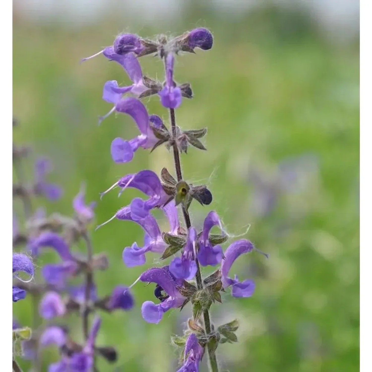 Wiesensalbei Mittsommer - Salvia pratensis