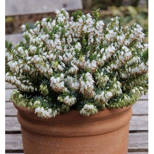 Winterheide Isabell (Erica carnea) im Topf mit weißen Blüten. Strauch für Garten und Balkon.