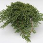 Japanischer Kriechwacholder 20-25cm - Juniperus procumbens