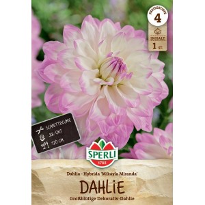 Blütenbild der Dahlie 'Mikayla Miranda': weiße Blütenblätter mit lila Rand. Dekorative Blumenzwiebel für Beet und Vase.