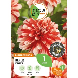 GROW by OBI Dahlie Dynamite, rot-weiße Blüte. Blumenzwiebel für Beet und Kübel.