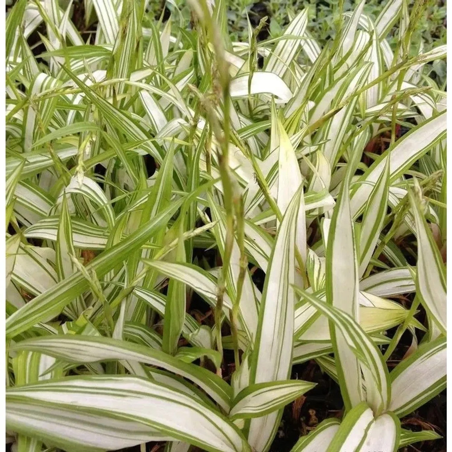Breite Blattsegge Shiro - Carex siderosticha