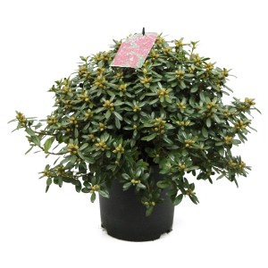 Zwerg-Rhododendron Snipe Lila im Topf, ca. 20-25 cm hoch, mit grünen Blättern und lila Blütenknospen.